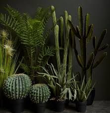 cactus aesthetic - Google Search
