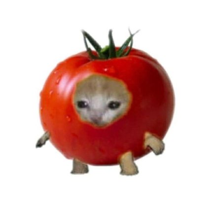 tomato cat
