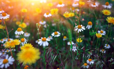 daisy & sunflower field