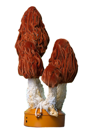 textile mushrooms