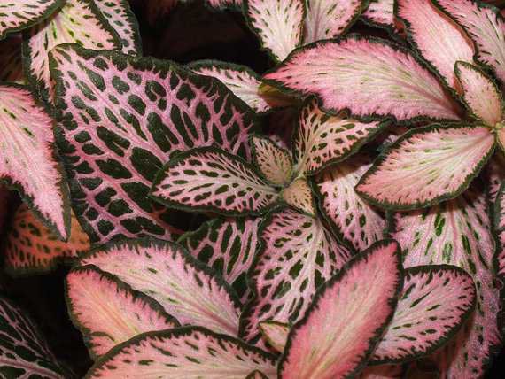 LIVE Pink Nerve Plant Fittonia Terrarium/Fairy
