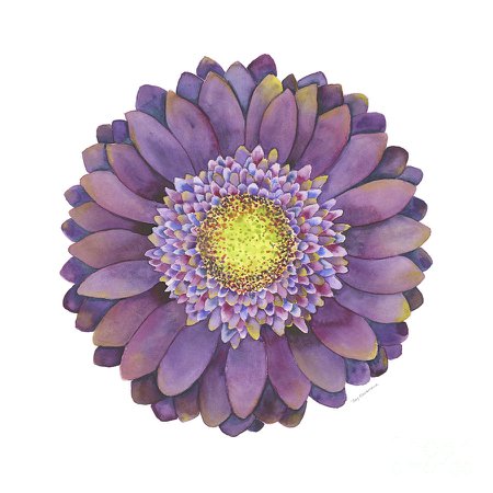 Purple Gerbera Daisy Painting