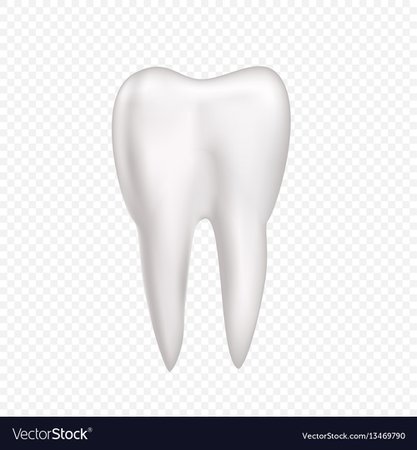 tooth - Google Search