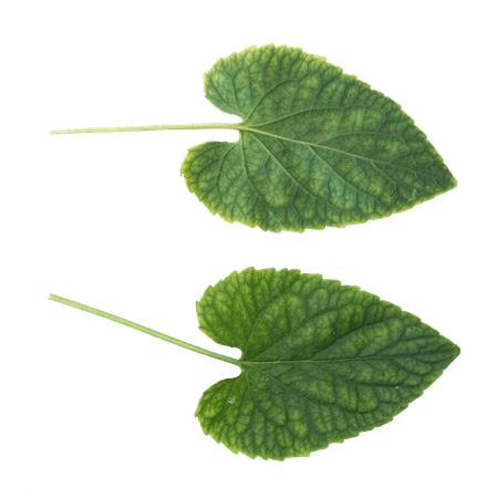 Green Leaves PNG Picture | Web Icons PNG