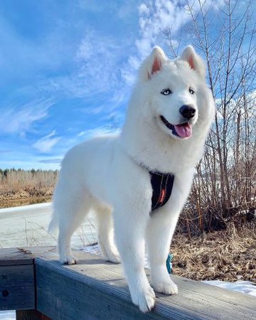 white husky with blue eyes - Google Search