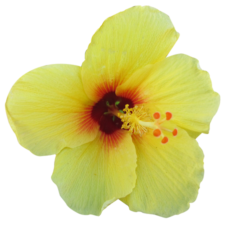 yellow hibiscus flower filler aesthetic