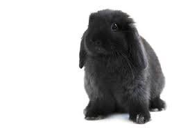 black rabbit loop – Google Suche