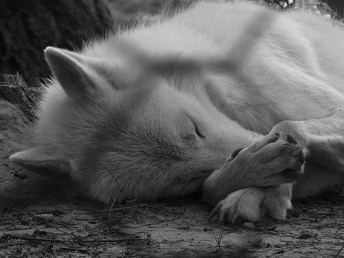 black and white wolf cute -