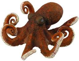 octopus - Google Search