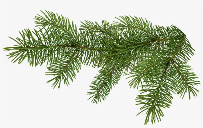 Pine Tree Branch Png Download - Branche De Sapin Png PNG Image | Transparent PNG Free Download on SeekPNG