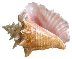 aesthetic pngs seashell - Google Search