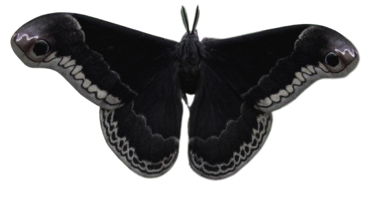 black_lace_moth_transparent_png_tumblr