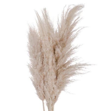 Cream Pampas grass | From Baytree Interiors