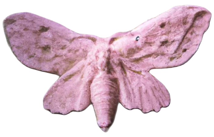 pink portals moth