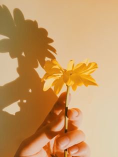 Yellow flower picture, super aesthetic and really easy to recreate! #yellow #yellowaesthetic #t… | Yellow aesthetic pastel, Yellow flower pictures, Yellow aesthetic
