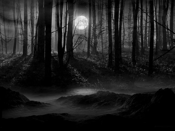 Dark-Forest-Pictures-7.jpg (1024×768)