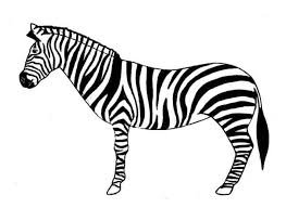 zebra drawing - Google Search