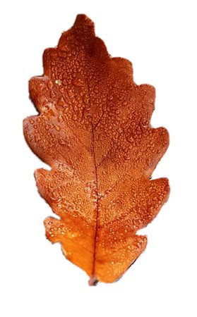 Oak Leaf Filler