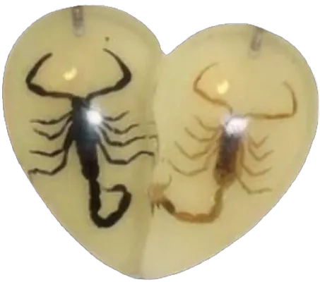 scorpions heart amber resin sticker by @brigittefitzgerald