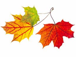 leaves - Google Search