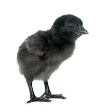 pet chicken png - Google Search