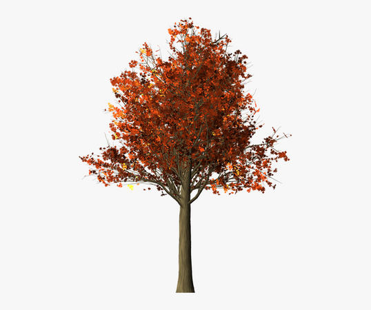 Tree, Maple, Maple Tree, Fall Leaves, Fall Colors - Png Transparent Fall Plant, Png Download - kindpng