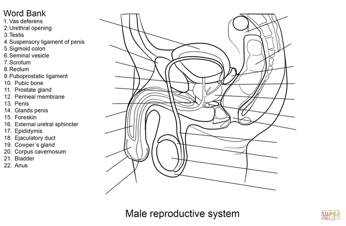 male internal anatomy fill in sheet