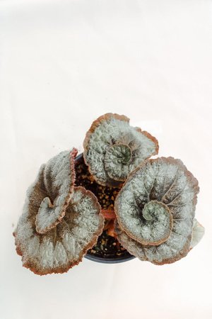 Rhizomatous Begonia 'Escargot' | Etsy
