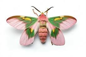 moth