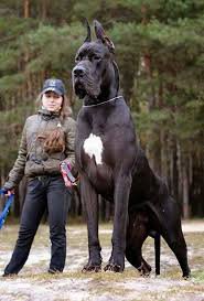 scary guard dogs - Google Search