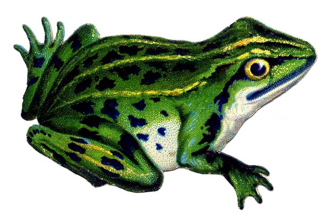 17 Frog Images and Clipart! - The Graphics Fairy