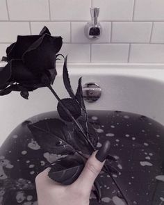 black rose black water pinterest
