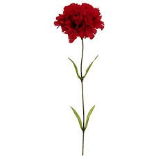 red carnation - Google Search