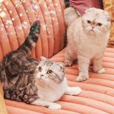 taylor swifts cats - Google Search