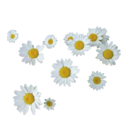 daisies sticker - Google Search