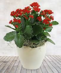 house plant with red flowers - Google Search