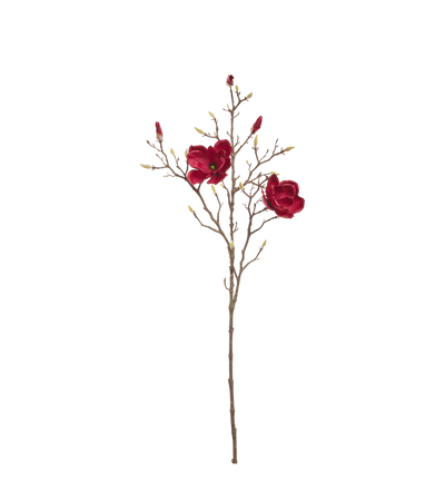 magnolia branch red flower