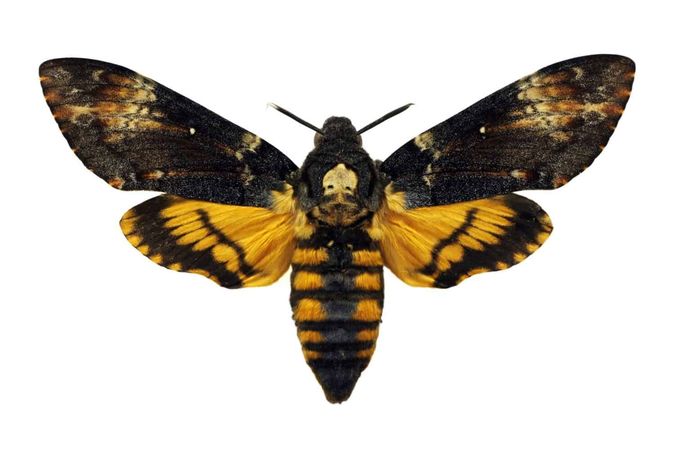 Deaths-head hawk moth