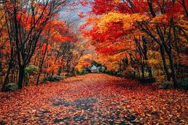 fall pictures - Google Search