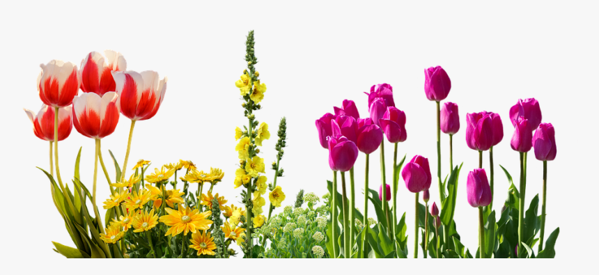 photos of spring flowers png - Google Search