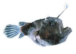 angler fish png - Google Search