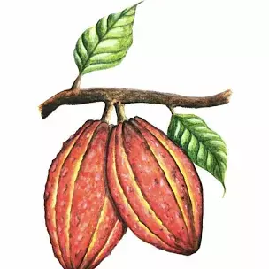 fruit cocoa - Google Search