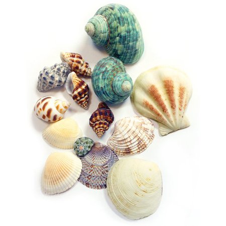 BCI Crafts Gathered Sea Shells Bag Mixed - Walmart.com