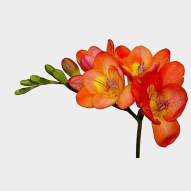orange silk roses - Google Search
