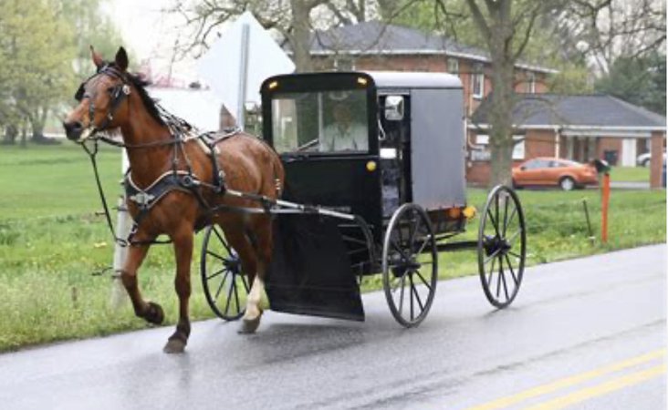 Modern Amish Horse and Buggy