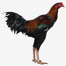 black chicken png - Google Search