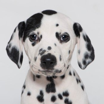 dalmatian-puppy.jpg (349×349)