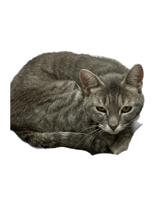 Shade grey tabby cat cats