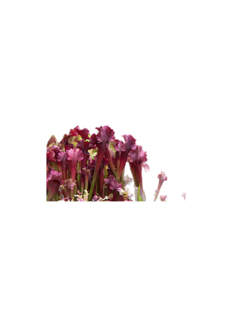 purple pitcher plants flowers