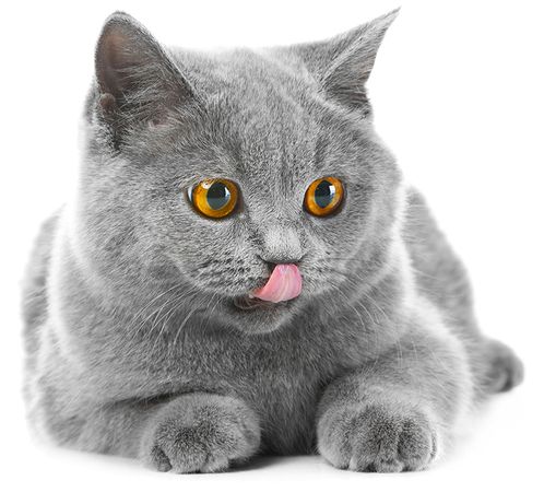 British Blue Cat - A Complete Guide to the British Shorthair Blue